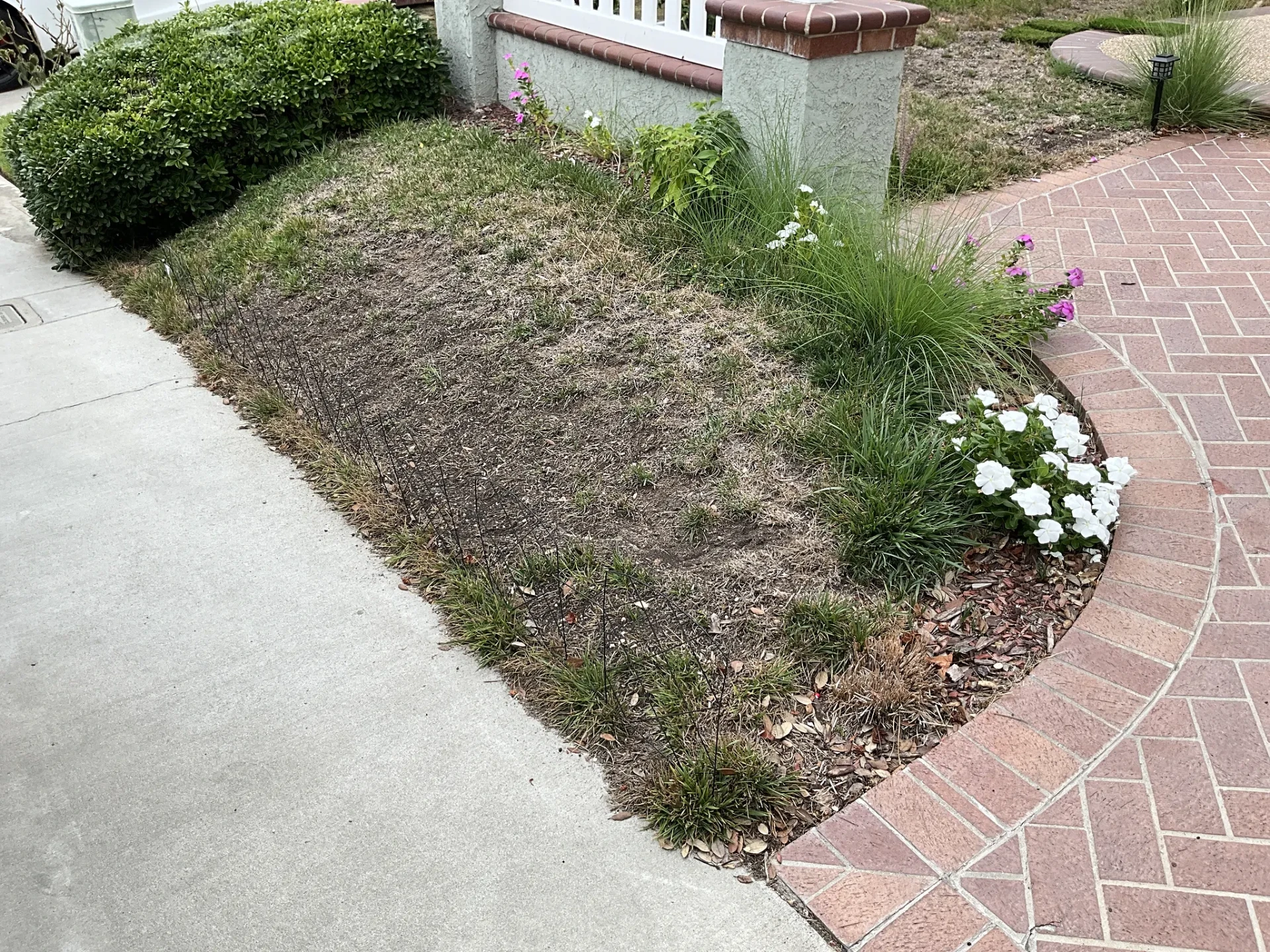 Dried-out planter bed and grass along the walkway before the project